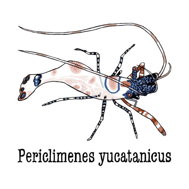 Periclimenes yucatanicus by EmilyAnglewing