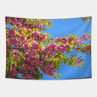 Lovely pink cherry tree flowers in full bloom in a public park Tapestry