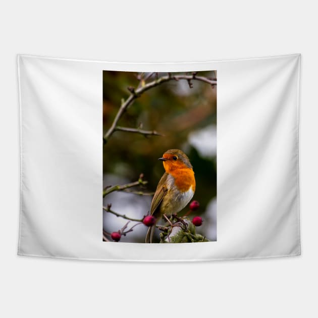 Robin red breast Tapestry by Violaman