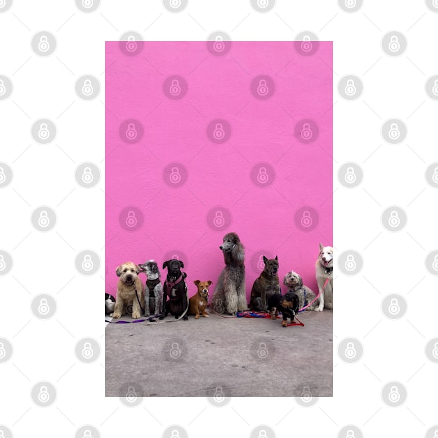 Funny photograph of dogs in a line in front of pink wall in Los Angeles by keeplooping