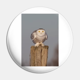 Snowy Owl prepares for liftoff Pin