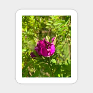 Purple flower Magnet