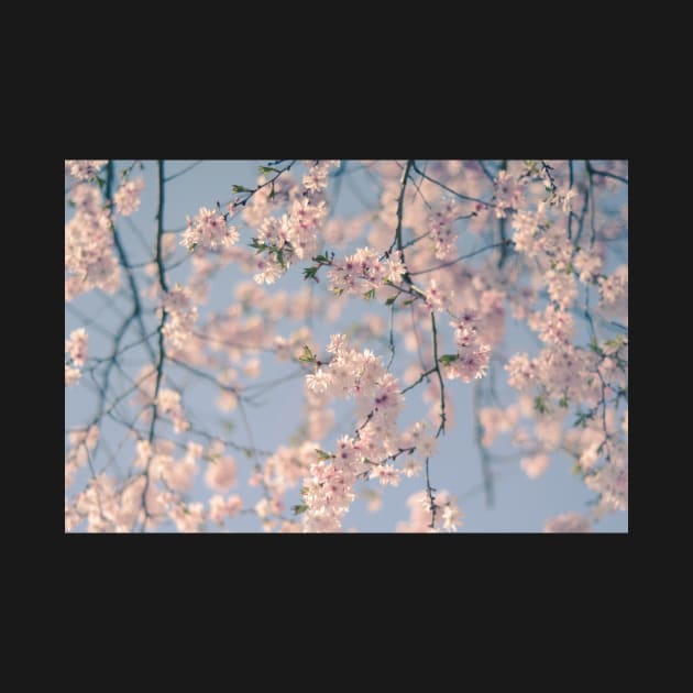 Retro Filter Cherry Blossom by mrdoomits