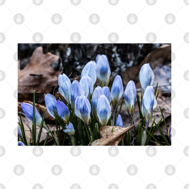 Spring Crocus 2 by Robert Alsop