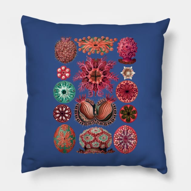 Ernst Haeckel Ascidiae Sea Squirts Red Hues Pillow by Scientistudio