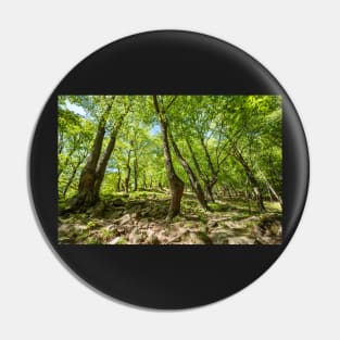 Beech forest and hiking trail Pin