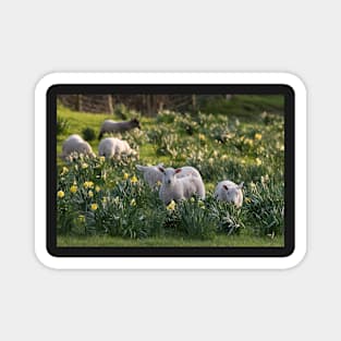 Spring Lambs #1 Magnet