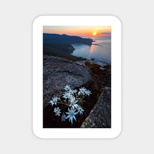 Flannel Flower Sunrise Magnet