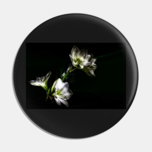 Amaryllis Flower In Full Bloom Pin