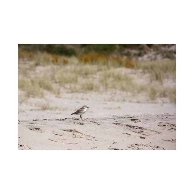 The Dotterel by sma1050