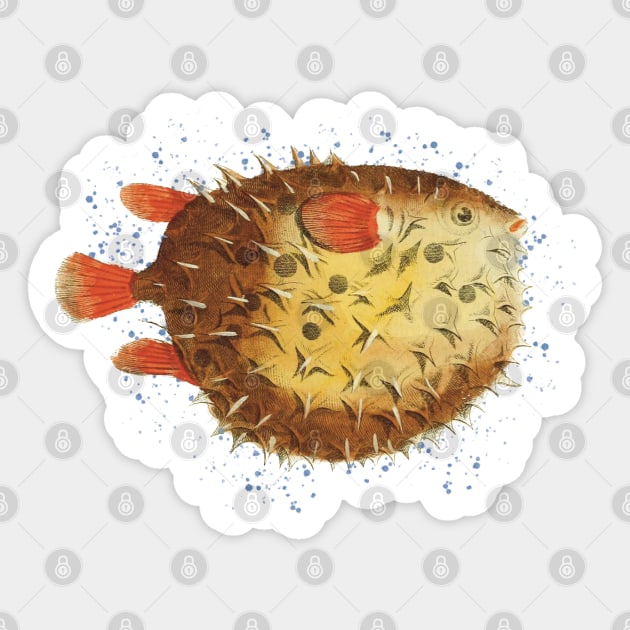 Little puffer fish - Puffer Fish - Sticker | TeePublic