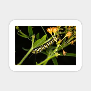 Monarch Caterpillar 3 Magnet