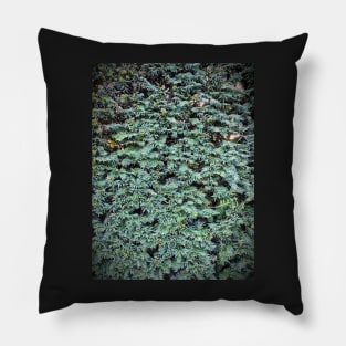 Hedge - Taxus Pillow