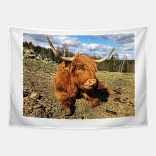 Scottish Highland Cattle Cow 2375 Tapestry