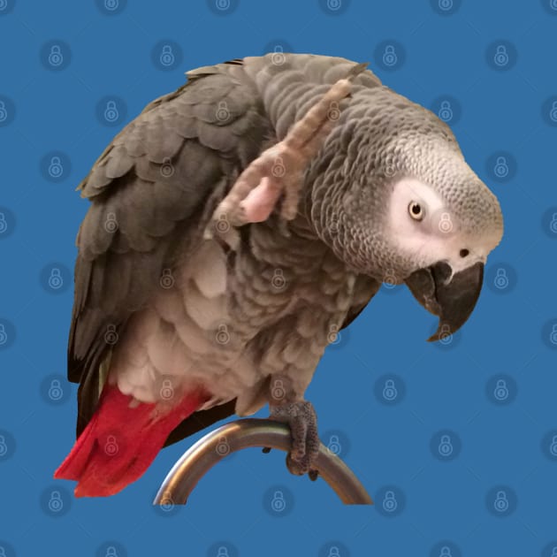 African Grey Parrot Funny Wave by Einstein Parrot