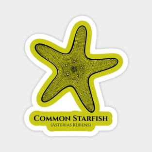 Common Starfish with Common and Latin Names - drawing Magnet