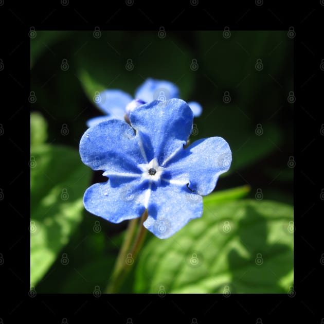 Forget-me-not, blue flower by rh_naturestyles