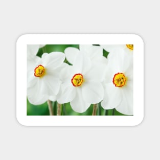 Narcissus  &#39;Actaea&#39;  AGM  Division 9 Poeticus  Daffodil Magnet