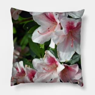 Encore Azalea Flowers 2 Pillow