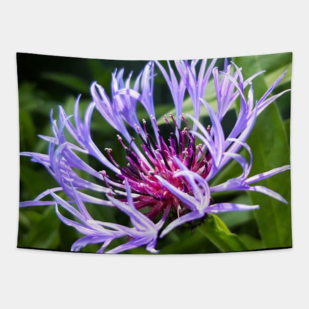 Cornflower Tapestry by Celtic Morrigan