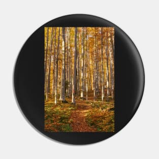 Deciduous forest with big trees Pin
