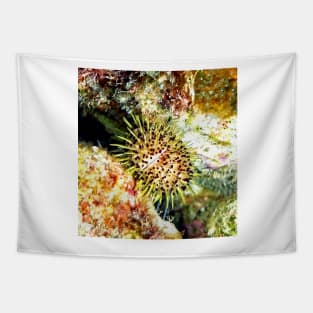 Jewell Sea Urchin on a Coral Reef Tapestry