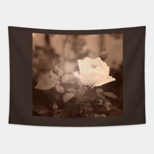 Gentle white rose in soft blurred focus, sepia toned Tapestry