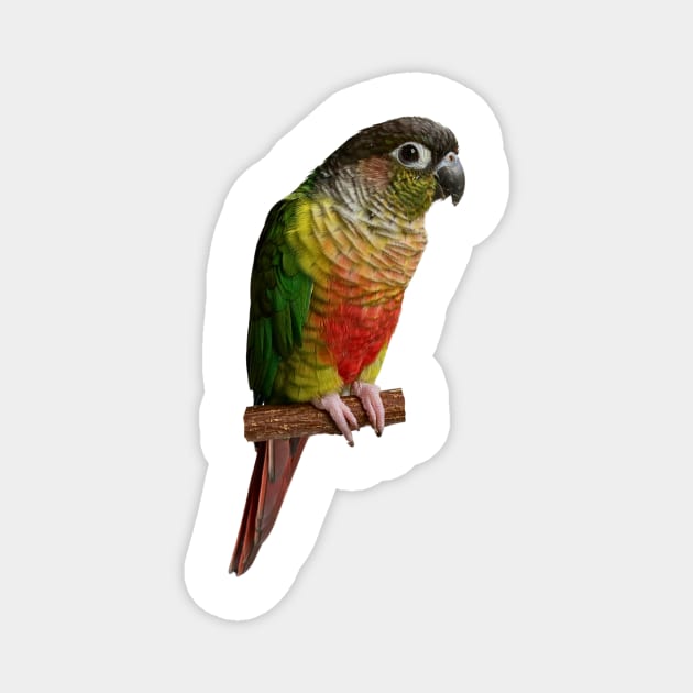 Green cheek Conure Parrot Bird Parakeet for women and men Magnet by TatianaLG