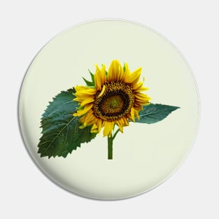 Sunflower Glancing Down Pin