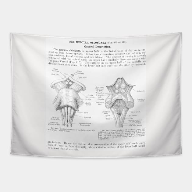 Antinque Med School Papers Neck Gaiter Medulla Oblongata Tapestry by DANPUBLIC