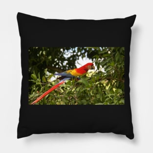 Scarlet Macaw Pillow