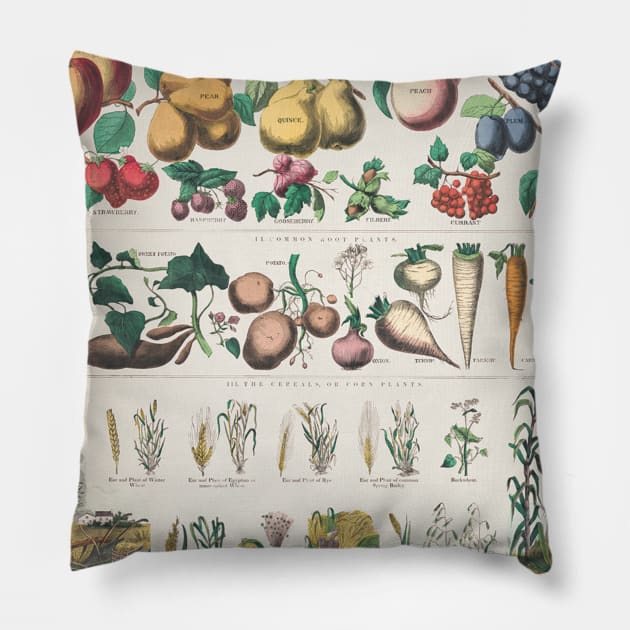Botanical Fruit and Vegetables Plant Chart Pillow by Craftee Designs
