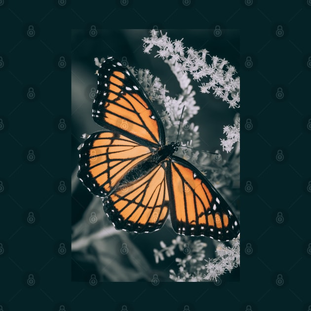 Dark Monarch Butterfly. Orange, Black and White Photograph by love-fi