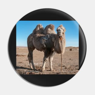 Bactrian Camel2. Pin