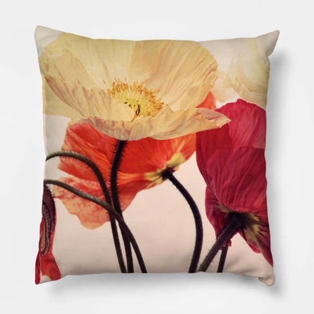 Posing Poppies Pillow by micklyn