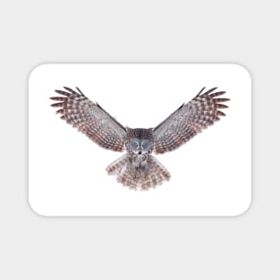 Power - Great Grey Owl Magnet