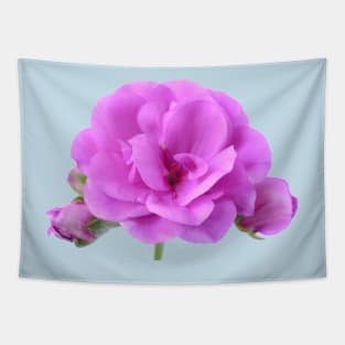 Ivy leaf pelargonium Geranium Tapestry