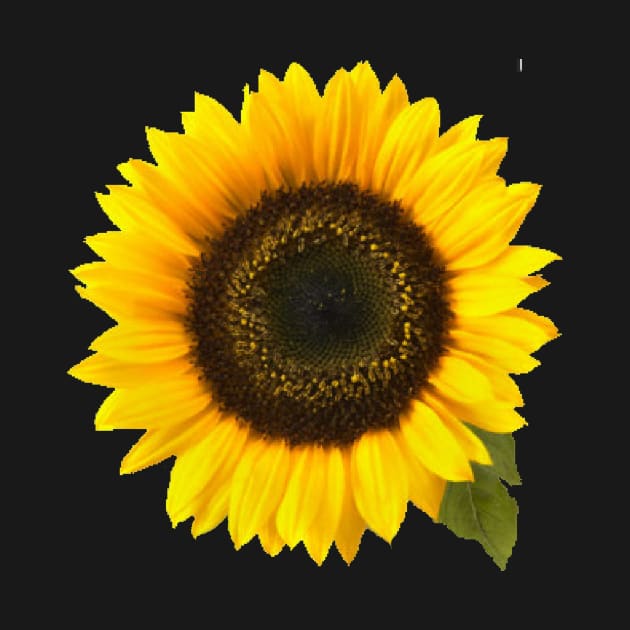 Sunflower by dodgerfl