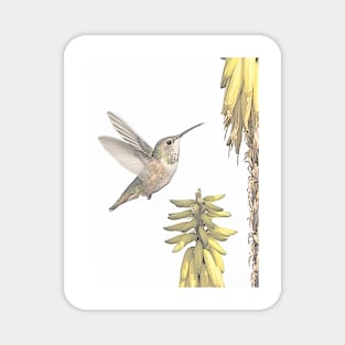 Allen's Hummingbird And Aloe Magnet