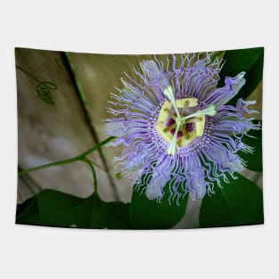 Passion flower in close-up - a photo study in green and purple Tapestry