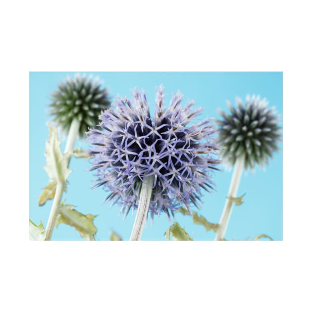 Echinops bannaticus  'Blue Globe'  Globe thistle by chrisburrows