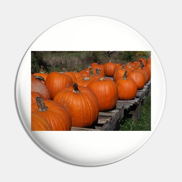 Pumpkins For Sale Pin by Rob Johnson Photography