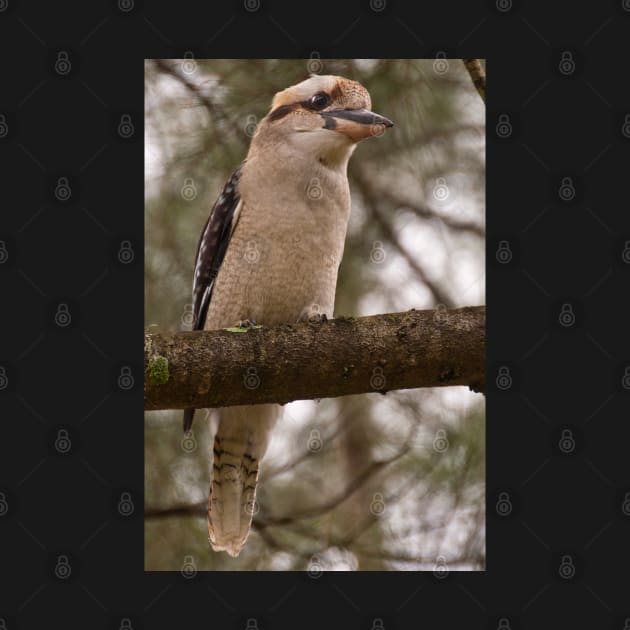 Kookaburra 1 by fotoWerner