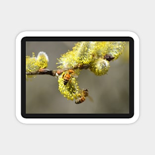 Bees & Cottonwood blooms Magnet