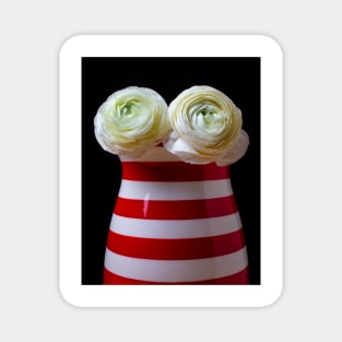 Two White Ranunculus Flowers In Red And White Striped Vase Magnet