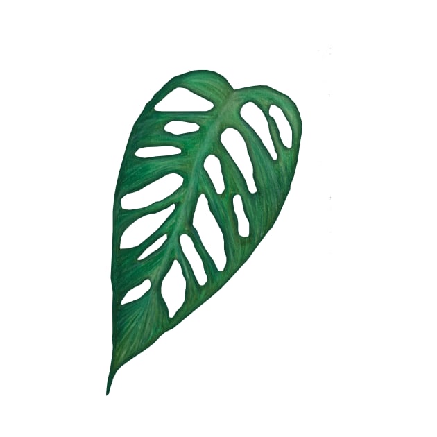 Monstera Adonsonii Leaf by ally1021