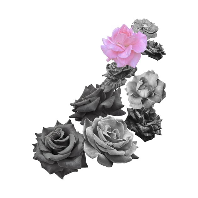 Black and white and a pink rose by Flowers on t-shirts