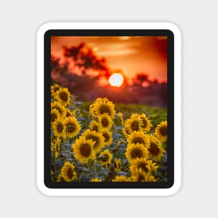 Colby Farms Sunflower Field Sunset Magnet