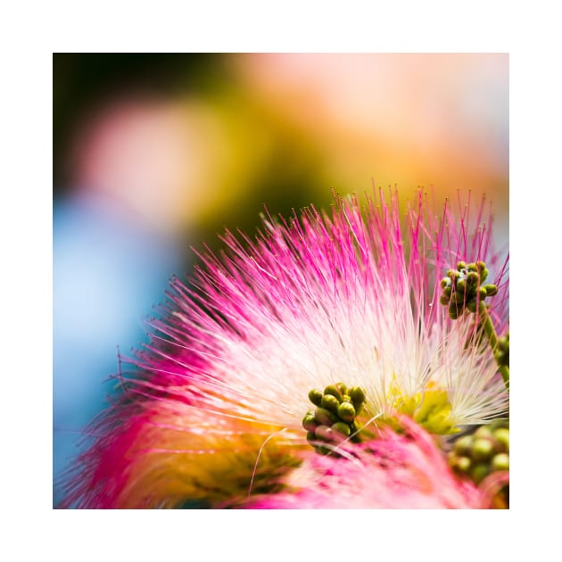 Exotic summer pink silk tree mimosa flower by PLdesign