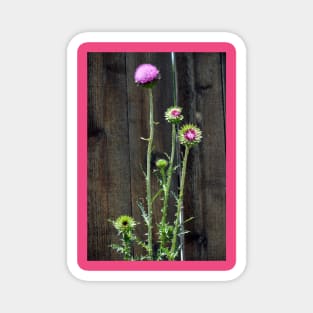 Thistle Magnet